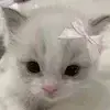 Стикер 31 cursed kittens