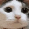 Стикер 21 cursed kittens