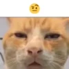 Стикер 51 cursed kittens