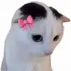 Стикер 30 cursed kittens