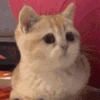 Стикер 22 cursed kittens