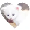 Стикер 19 cursed kittens