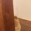 Стикер 50 cursed kittens