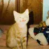 Стикер 10 cursed kittens