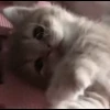 Стикер 58 cursed kittens