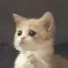 Стикер 44 cursed kittens