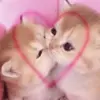 Стикер 29 cursed kittens