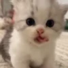 Стикер 40 cursed kittens