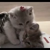 Стикер 61 cursed kittens