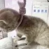 Стикер 56 cursed kittens