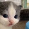 Стикер 28 cursed kittens