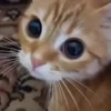 Стикер 18 cursed kittens