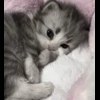Стикер 57 cursed kittens