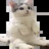 Стикер 23 cursed kittens