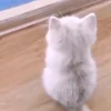 Стикер 33 cursed kittens