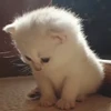 Стикер 25 cursed kittens
