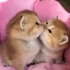 Стикер 34 cursed kittens