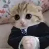 Стикер 6 cursed kittens