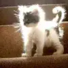 Стикер 17 cursed kittens