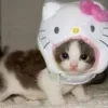 Стикер 47 cursed kittens