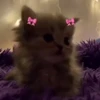 Стикер 37 cursed kittens