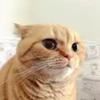 Стикер 13 cursed kittens