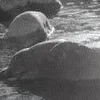 Стикер 19 ️ curseweb