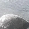 Стикер 12 Curseweb ️