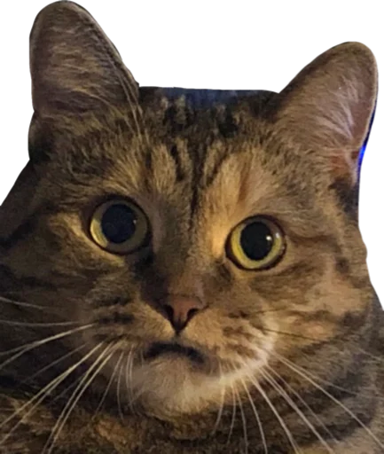 😧 Стикер «Cute_vol.2» для Telegram