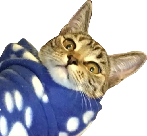 🫔 Стикер «Cute_vol.2» для Telegram