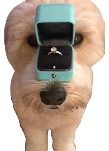 💍 Стикер «Cute_vol.2» для Telegram