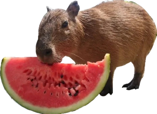 🍉 Стикер «Cute_vol.2» для Telegram