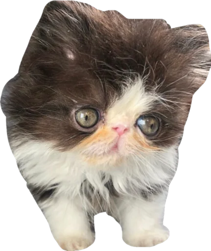 🥴 Стикер «Cute_vol.2» для Telegram