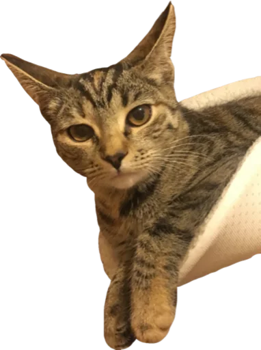 😼 Стикер «Cute_vol.2» для Telegram