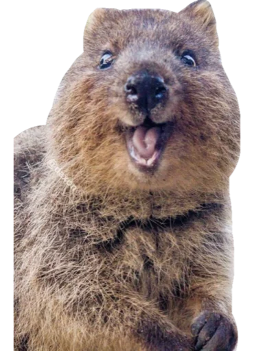 😁 Стикер «Cute_vol.2» для Telegram