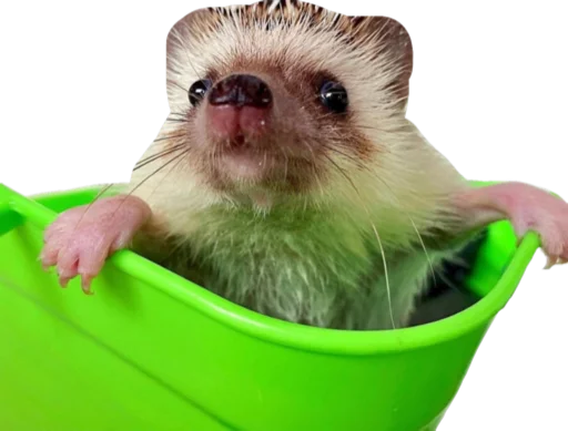 🦔 Стикер «Cute_vol.2» для Telegram