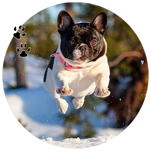 🐶 Стикер «Cute Dogs» для Telegram
