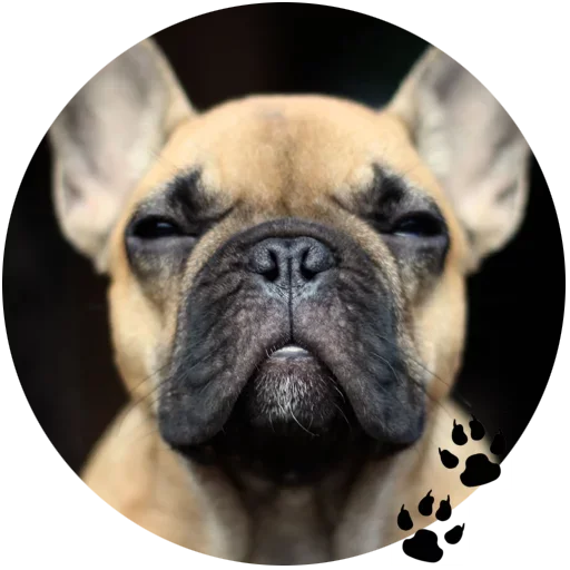 Стикерпак Cute Dogs для Telegram