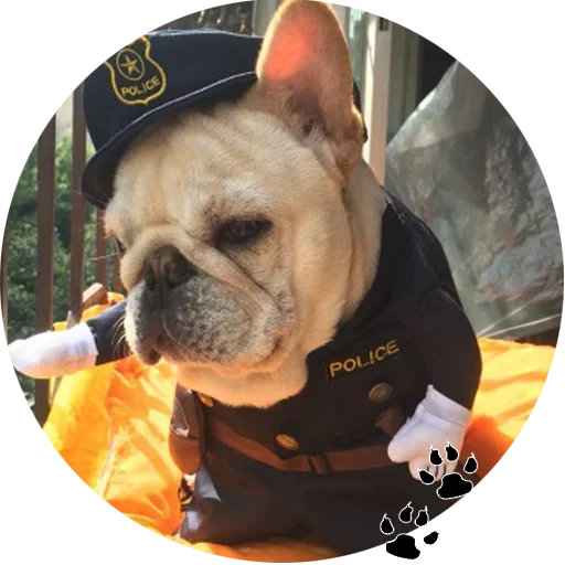 🐶 Стикер «Cute Dogs» для Telegram