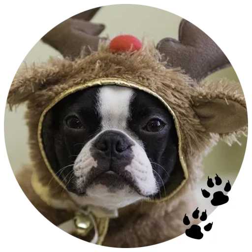 🐶 Стикер «Cute Dogs» для Telegram