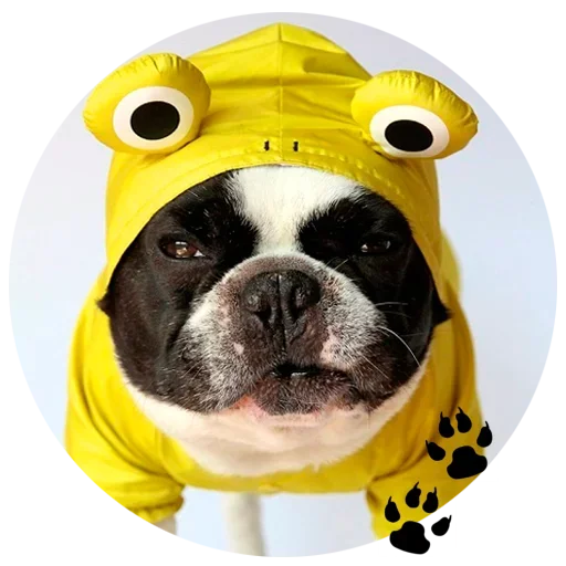 🐶 Стикер «Cute Dogs» для Telegram