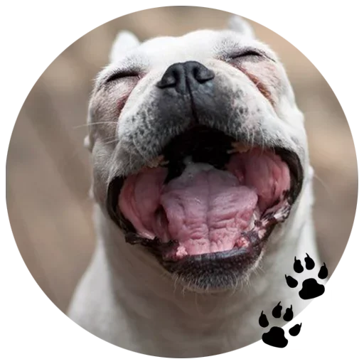 🐶 Стикер «Cute Dogs» для Telegram