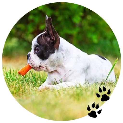 🐶 Стикер «Cute Dogs» для Telegram