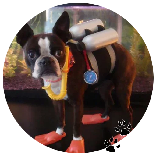 🐶 Стикер «Cute Dogs» для Telegram