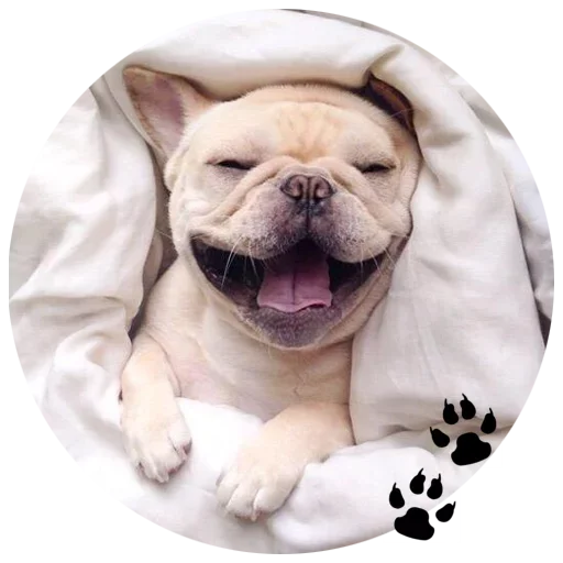 🐶 Стикер «Cute Dogs» для Telegram