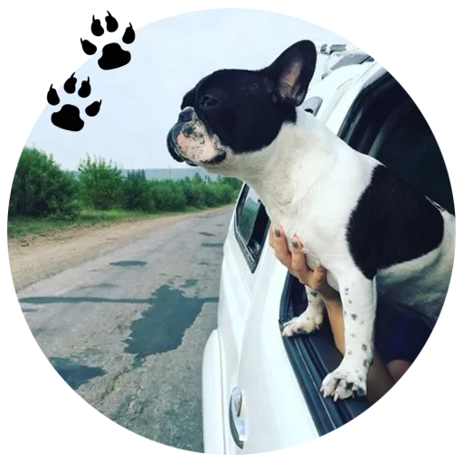 🐶 Стикер «Cute Dogs» для Telegram