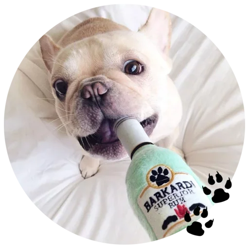 🐶 Стикер «Cute Dogs» для Telegram