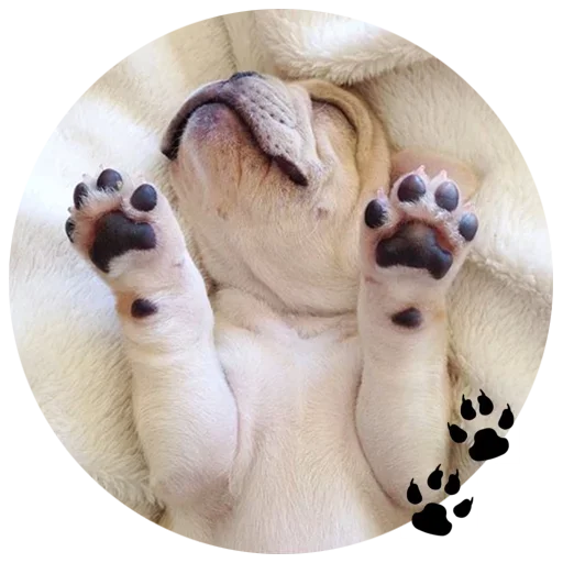 🐶 Стикер «Cute Dogs» для Telegram