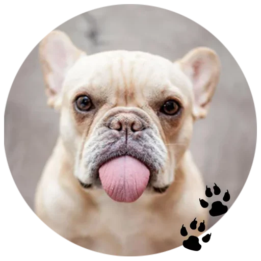 🐶 Стикер «Cute Dogs» для Telegram