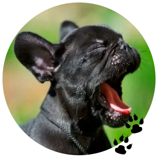 🐶 Стикер «Cute Dogs» для Telegram